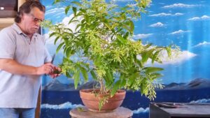 galan de noche podado en maceta