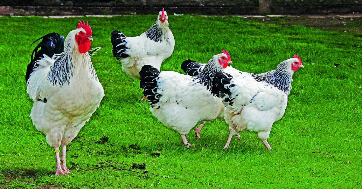 Gallinas de raza Sussex