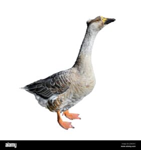 ganso domestico gris grande aislado sobre fondo blanco divertido ganso de largo completo de primer plano ave de granja 2e4c81c