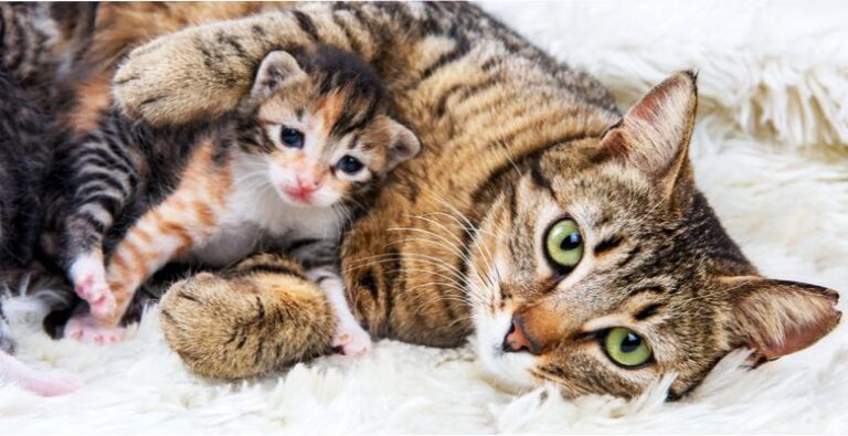 Por Qué Una Gata Aplasta A Sus Crías