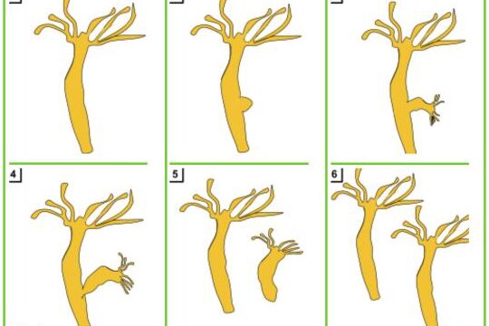 Gemación: ¿Qué es y cuáles son sus ejemplos más comunes? 5 Gemación: ¿Qué es y cuáles son sus ejemplos más comunes?