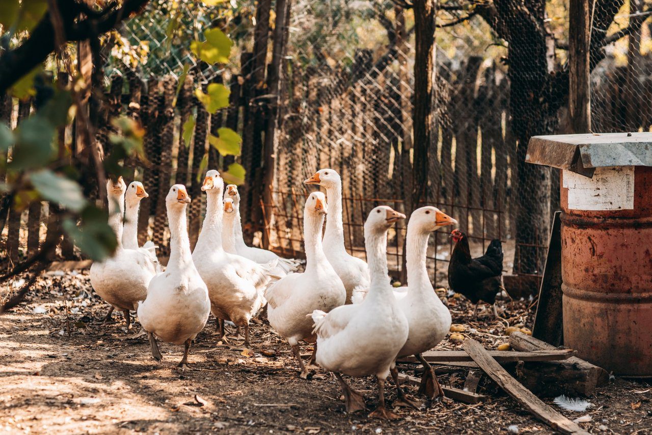 Gansos creciendo en un entorno natural
