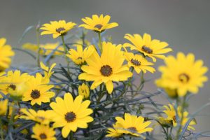 girasol con muchos petalos amarillos