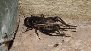 grillo
