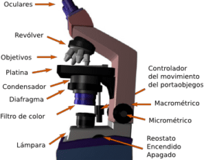 guia completa del microscopio de campo oscuro funcionamiento