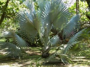 Identifica fácilmente el tipo de palmera que tienes con consejos expertos 1 guia visual para identificar diferentes tipos de palmeras