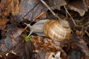 habitat caracol tierra 600
