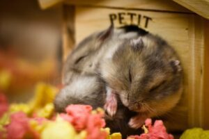 hamster durmiendo bajo una luz nocturna calida