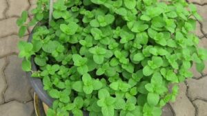 hierbabuena fresca y abundante en maceta