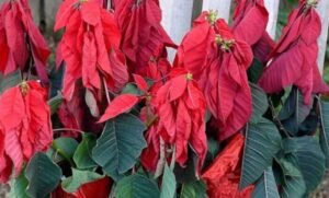 ¿Por qué las hojas de la flor de pascua se vuelven amarillas y caen? 14 hoja de flor de pascua amarilla y caida