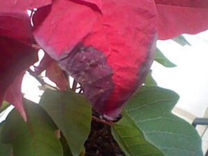 hoja de flor de pascua con manchas negras