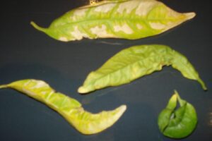 hoja de galan de noche amarilla y arrugada