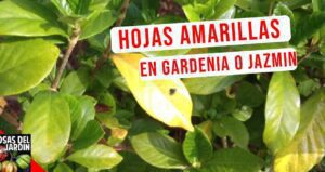 hoja de jazmin del cabo amarilla