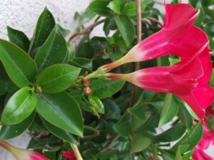hojas amarillas de una planta de dipladenia