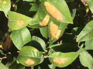 hojas amarillas en el limonero causas y soluciones efectivas