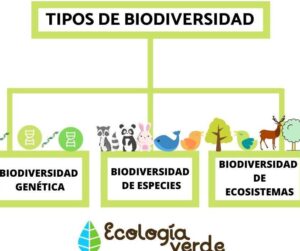Hojas Compuestas: Tipos y Ejemplos de su Asombrosa Diversidad 1 hojas compuestas tipos y ejemplos de su asombrosa diversidad