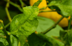 hojas de plantas doblandose hacia abajo