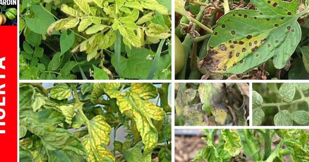 ¿Por qué las hojas de los tomates se arrugan? Descubre la explicación que buscabas