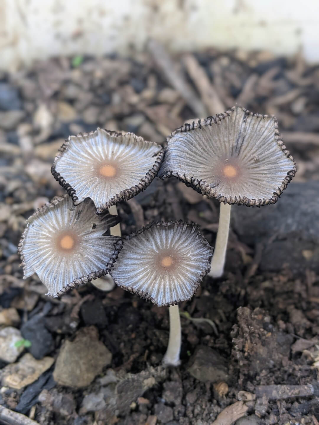 Hongos creciendo en maceta