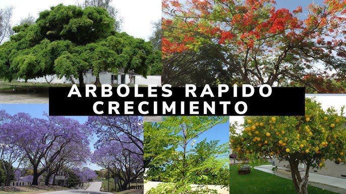 Árboles de sombra creciendo rápidamente