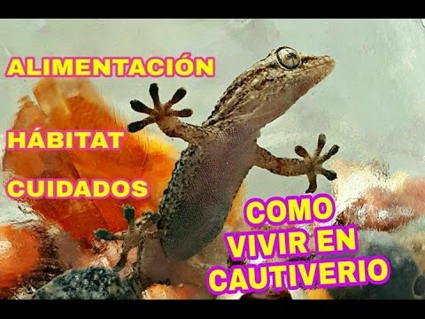 Lagartija de pared comiendo en cautiverio