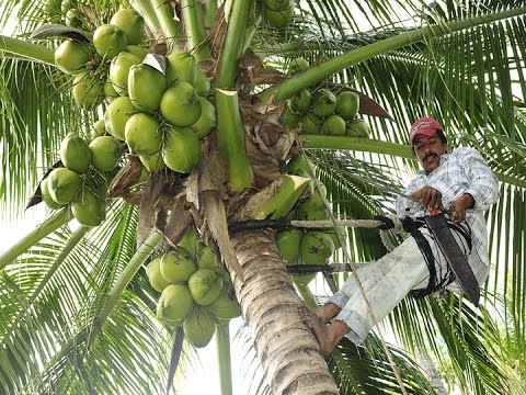 Cómo podemos prevenir la caída del fruto del coco 3 Coco caído en el suelo de la selva