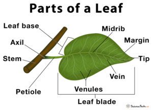 Cuáles son las partes de las hojas de las plantas 5 ilustracion de las partes de una hoja
