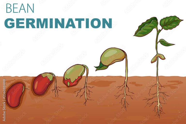 Cómo Enseñar A Los Niños El Ciclo De Vida De Una Planta De Frijol