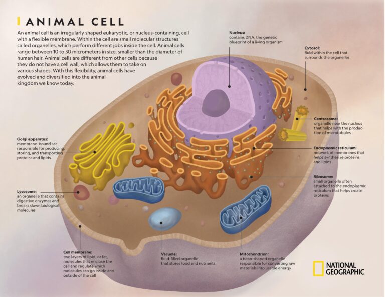 ilustracion de una celula en detalle