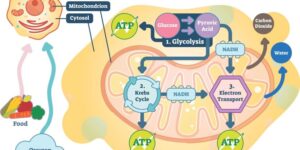 ilustracion de una celula y moleculas de alimentos