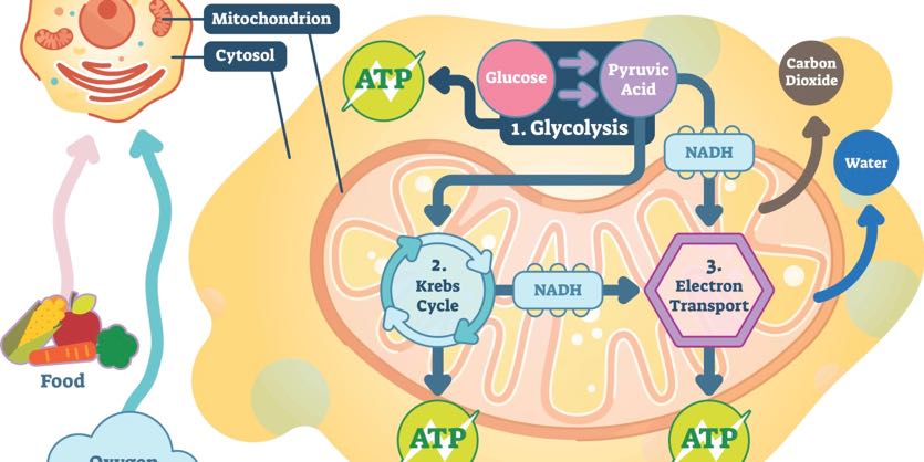 Cómo se relaciona la materia y la energía en la nutrición celular 8 Cómo se relaciona la materia y la energía en la nutrición celular