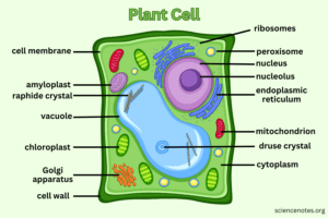 imagen de celula vegetal con sus organelos
