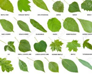 imagen de hojas de diferentes arboles y su nombre