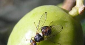 imagen de moscas del olivo y un metodo natural para eliminarlas