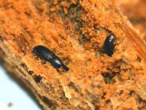 imagen de un insecto perforando una viga de madera