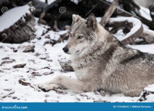 imagen de un lobo gris imponente