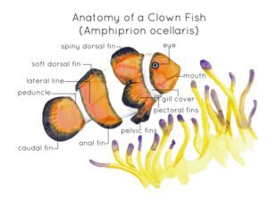 imagen de un pez payaso con sus partes anatomicas destacadas