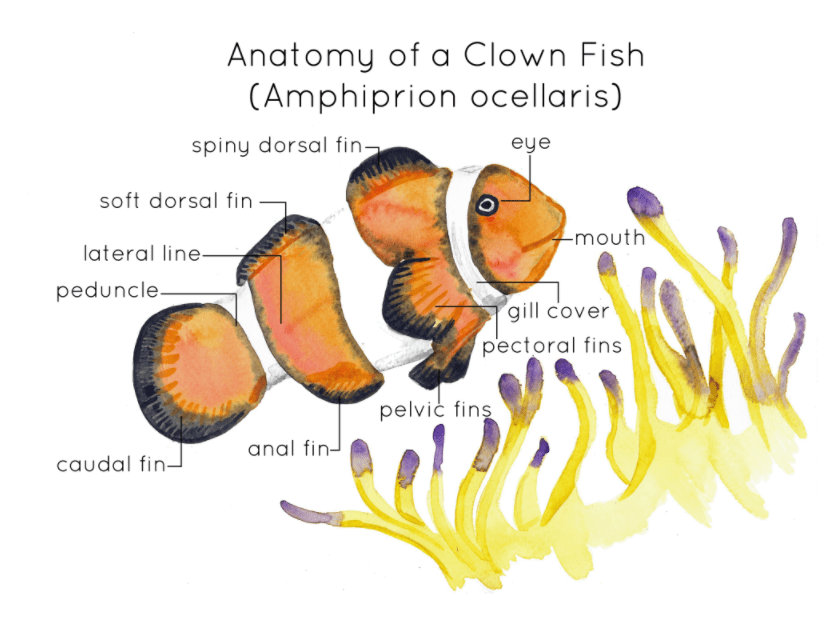 Cuáles son las partes del pez payaso y sus funciones
