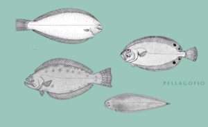 imagen de un pez pequeno similar al lenguado