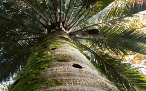 El nombre y la importancia del tronco de la palmera 7 imagen de un tronco de palmera destacado