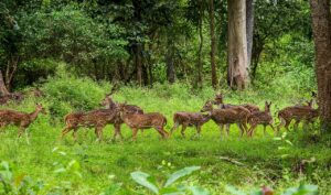 imagen de un venado en la selva