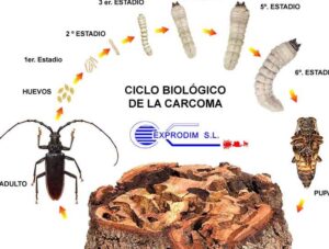 imagen de una carcoma y una polilla en la madera