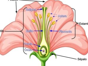 imagen de una flor con sus diferentes partes destacadas