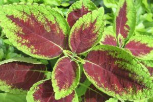 Plantas de hojas rojas y verdes: nombres sorprendentes 27 imagen de una planta con hojas rojas y verdes