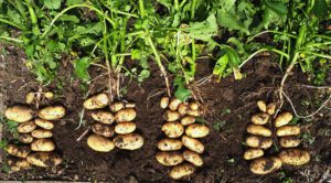 Cuáles son las partes de una planta de papa 12 imagen de una planta de papa