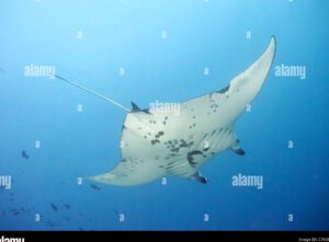 imagen de una raya nadando en el oceano