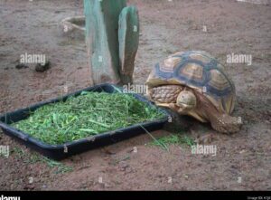 imagen de una tortuga comiendo vegetales frescos