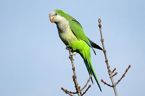 Cotorra argentina en ambiente doméstico