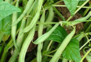 judias verdes con azufre para potenciar crecimiento y sabor