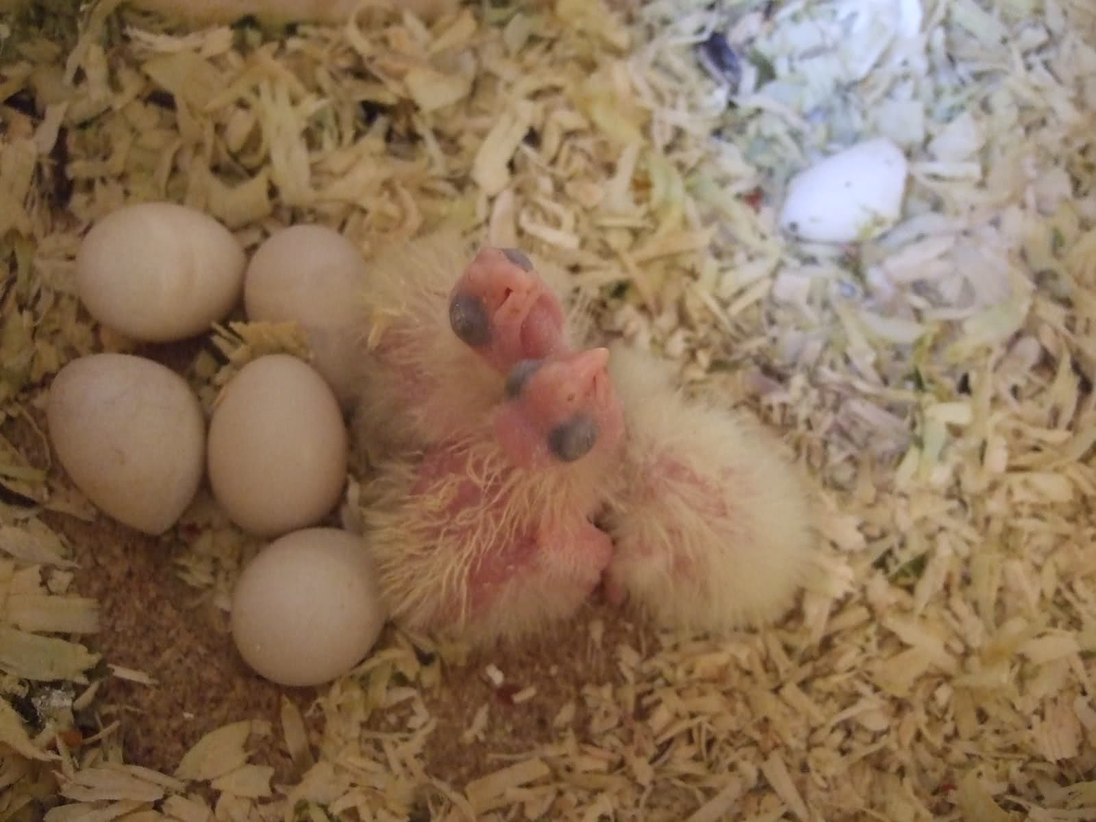 Ninfa incubando su huevo